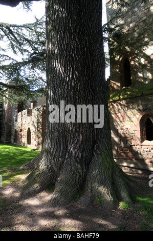 Cèdre du Liban à Acton Burnell Château, Shropshire, West Midlands, England Banque D'Images