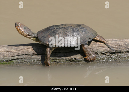 Tortue Pelomedusa subrufa casqué africain assis sur Se connecter à Mkuze Game Reserve, Afrique du Sud Banque D'Images