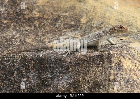 Dumeril's Madagascar Oplurus quadrimaculatus Swift était assis sur la roche de grès à Isalo, Madagascar NP Banque D'Images