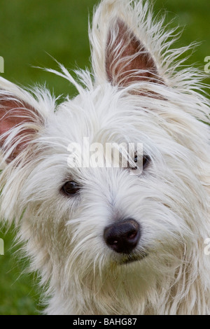 Portrait of a West Highland Terrier Banque D'Images