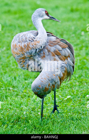 La grue du moindre, Grus canadensis canadensis, Homer, Alaska, USA Banque D'Images