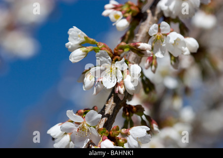 Fleurs de cerisier pleureur Banque D'Images