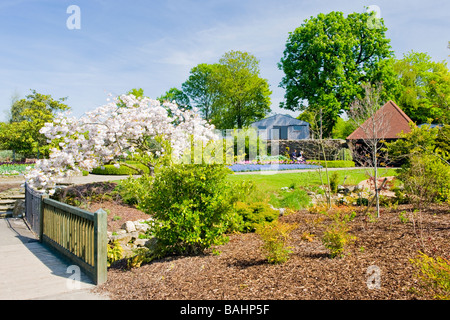 Le printemps à Golders Hill Park , Wembley , jardins ornementaux avec écran couleur de fleur de cerisier arbre en fleur Banque D'Images