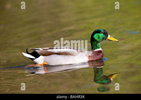 Le Canard colvert (Anas platyrhynchos), Drake Banque D'Images