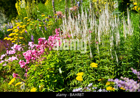 Frontière herbacée avec des pointes de blanc ou Veronica Speedwell Phlox rose et jaune ou achillée Achillea dans l'arrière-plan Banque D'Images