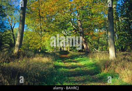 Chemin à travers les arbres d'automne Banque D'Images