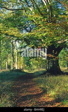 Chemin à travers forêt en automne Banque D'Images