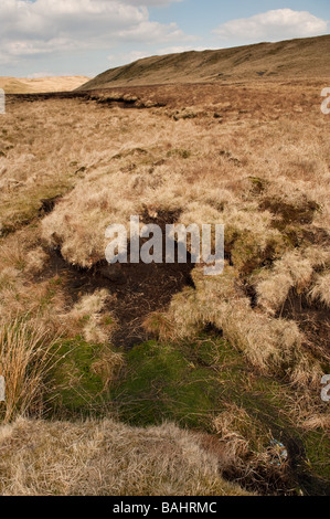 Tourbière soulevée dans les régions près de la source de la rivière Teifi, Rural Wales UK Banque D'Images