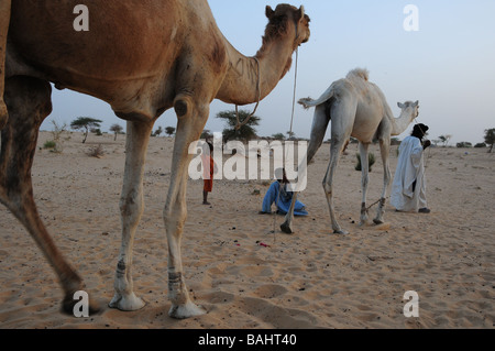 Touaregs avec leurs chameaux dans le désert du Sahara, le Mali Banque D'Images