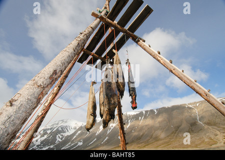 La chasse au phoque pour nourrir les chiens et les accrocher pour guérir et d'éviter de prendre en charge par les renards Banque D'Images