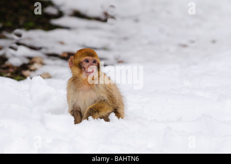 Barbary Macaque Macaca sylvanus sur neige hiver mi forêt de cèdre Atlas Azrou Maroc Banque D'Images