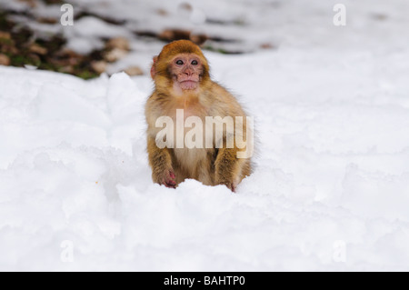 Barbary Macaque Macaca sylvanus sur neige hiver mi forêt de cèdre Atlas Azrou Maroc Banque D'Images