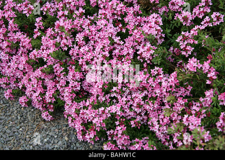 Daphne Rose, fleur ou Garland, Daphne cneorum Daphne Rock var. eximea, Thymelaeaceae, Europe Banque D'Images