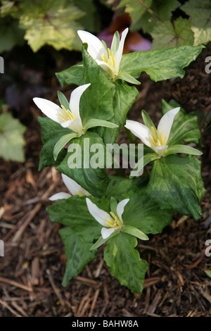 Blanc géant Wakerobin ou doux, Trillium Trillium albidum, Melanthiaceae Banque D'Images