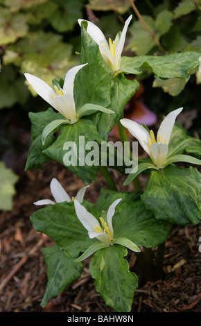 Blanc géant Wakerobin ou doux, Trillium Trillium albidum, Melanthiaceae Banque D'Images