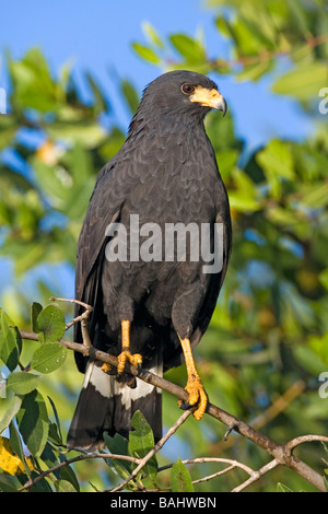 Black Hawk commun Buteogallus anthracinus San Blas Nayarit Mexique Mars 28 Acciptridae Adultes Banque D'Images