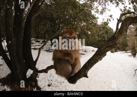 Les jeunes Macaques de Barbarie Macaca sylvanus assis sur les arbres de la forêt de cèdres, le milieu de gamme Atlas Azrou Maroc Banque D'Images