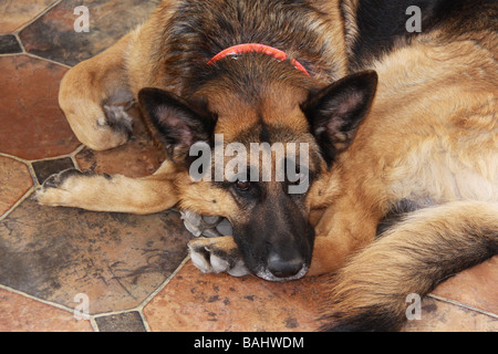 Chien de sauvetage, Leah berger allemand. Banque D'Images