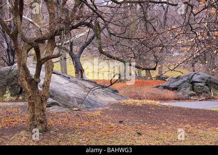Paysage de printemps de Central Park, New York City, NY Banque D'Images
