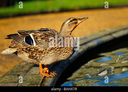 Canard à Warwick Castle Gardens Banque D'Images