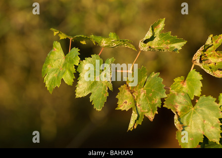 Feuilles de vigne à l'automne Banque D'Images