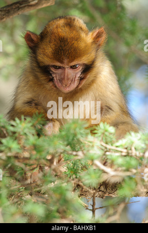 Les jeunes Macaques de Barbarie Macaca sylvanus assis sur les arbres de la forêt de cèdres, le milieu de gamme Atlas Azrou Maroc Banque D'Images