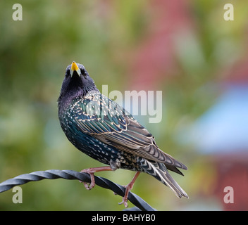 Starling Sturnus vulgaris perché sur main courante Banque D'Images