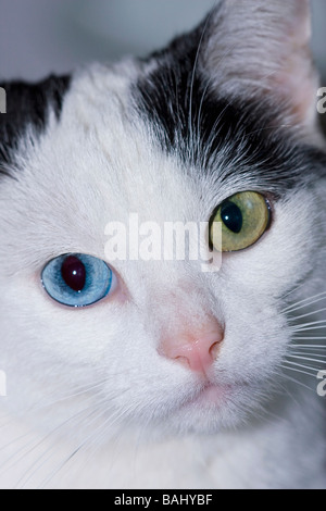 Portrait de femme aux yeux impairs chaton (Felis catus) à directement à l'appareil photo Banque D'Images