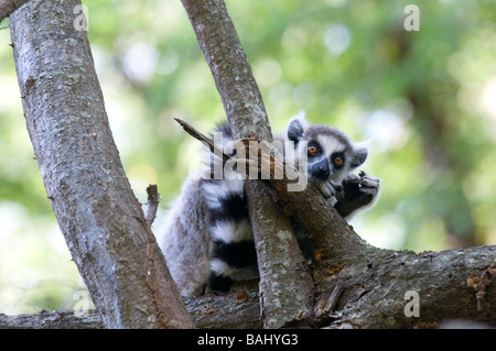 Katta Lemur catta Berenty réserve privée d'afrique madagascar Banque D'Images