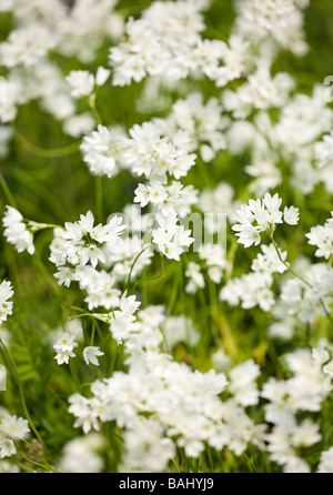 L'ail des ours (Allium ursinum) fleurs en fleurs au printemps. Sussex, UK Banque D'Images