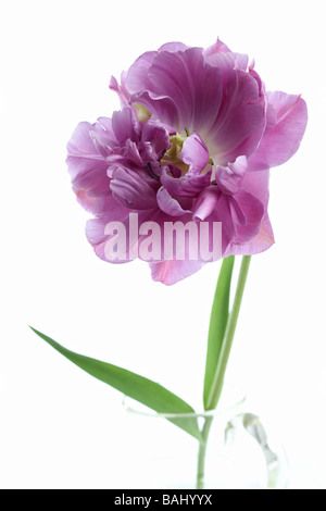 Seul tulip tulipa Lilac Perfection dans un vase de verre verseuse Banque D'Images