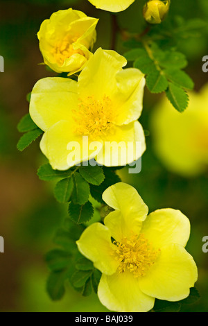 Close up of les fleurs jaunes du secteur de l'arbuste d'oiseaux (Rosa xanthina) Banque D'Images