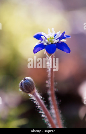 Anemone hepatica Banque D'Images
