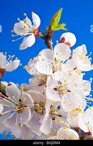 Fleurs d'abricot sur un fond bleu Banque D'Images