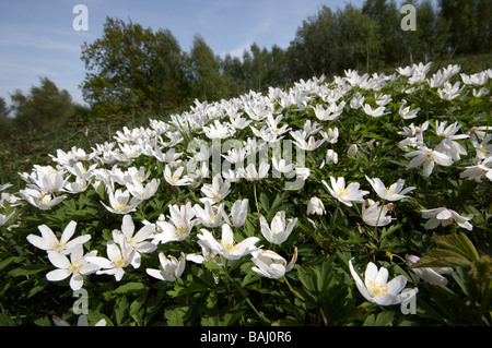 Bois d'anémones, Anemone nemorosa, Banque D'Images