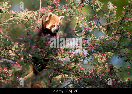 Le panda rouge - Ailurus fulgens Banque D'Images