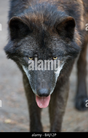 Le loup de la vallée du Mackenzie ou Alaskan Loup Canis lupus occidentalis Banque D'Images