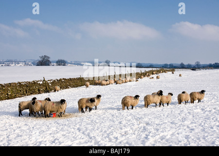 Les moutons dans la neige à Bellerby, près de Leyburn, North Yorkshire Banque D'Images