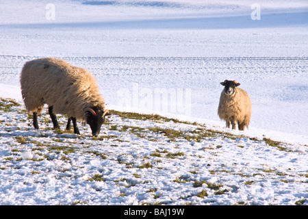 Swaledale moutons dans la neige. Photo prise près de Hardraw dans la région de Wensleydale. Banque D'Images