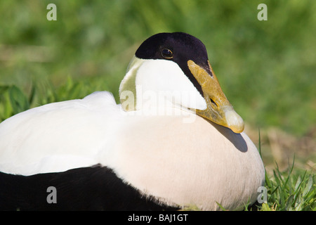 Drake sur Eider Farne Isles tête portrait Banque D'Images