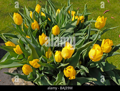 Tulipa « Wibo » Banque D'Images