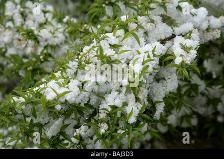 Floraison nain chinois aka Amande Prunus glandulosa Bush Berry, 'Alba Plena' Rosaceae Banque D'Images