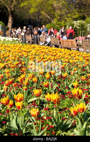 Les tulipes à St James's Park London United Kingdom Banque D'Images