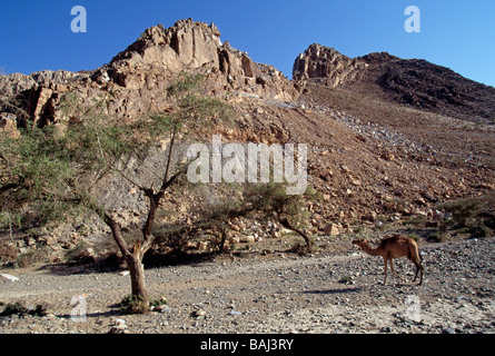 Le dromadaire chameaux errent dans le Desert Hills près de Bishah Royaume d'Arabie Saoudite Banque D'Images