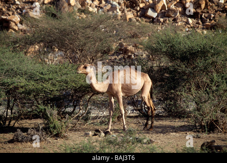 Le dromadaire chameaux errent dans le Desert Hills près de Bishah Royaume d'Arabie Saoudite Banque D'Images