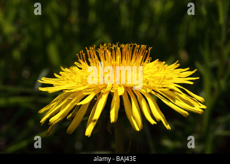 Le pissenlit Taraxacum officinale côte sur vue de fleur en pleine floraison Banque D'Images