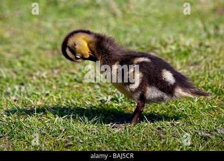 Canard colvert (Anas platyrhynchos) lissage Banque D'Images