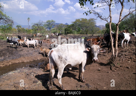 Dans l'Ethiopie du sud Omo Bovins Banque D'Images