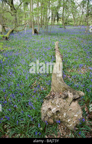 Tronc d'arbre tombé entre les Bluebells, Printemps 2009 Banque D'Images