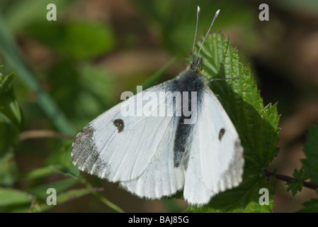 Papillon Orange-tip Banque D'Images